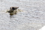 180530a_Alkhornet_31_E