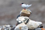 190711b_Ymerbukta_12_E