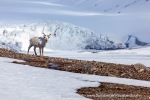 a3_Ymerbukta_11Jun10-32_E