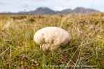 170729a_Erdmannflya_012_E