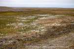 230823a_Erdmannflya_005_E
