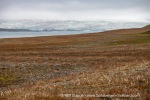230823a_Erdmannflya_012_E