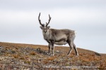 230823a_Erdmannflya_027_E