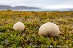 230823a_Erdmannflya_067_E