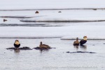a8_Flytangen_26Juni12_084_E