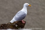 b2_Flytangen_26Juni12_29_E