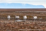 b4v_Ymerbukta_24Sept15_50_E