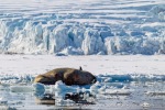 170531c_Borebukta_02_E