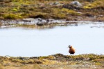 170628b_Erdmannflya_09_E