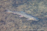 240717a_Tundraodden_092_E