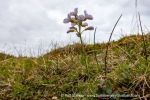 240726_Bohemanflya_087_E