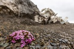 170628a_Wahlenbergbreen_076_E