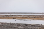 240816a_Scoresbyoya_009_E