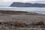 210817c_Mollbukta_130_E