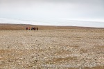 06_f3j_Hingstsletta_08Juli13_019_E