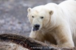 34_210819a_Hingstsletta_351_E