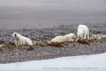 41_220817d_Lomfjord_166_E