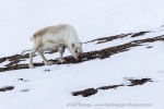 2500501a_Skansbukta_22_E