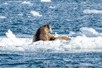 250502b_Dahlbreen_25_E