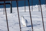250507a_Colesbukta_53_E