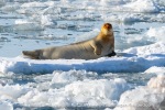 250503b_Kongsfjord_47_E