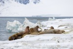 250506a_Sarstangen_10_E