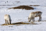 250507a_Colesbukta_61_E
