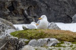 250529a_Hamiltonbukta_12_E