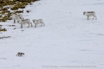 250529a_Hamiltonbukta_21_E