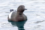 250529a_Hamiltonbukta_67_E
