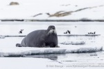 250529a_Hamiltonbukta_79_E