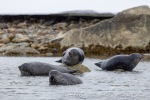 250529d_Virgohamna_10_E