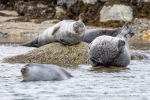 250529d_Virgohamna_44_E