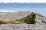 250530a_Sarstangen_09_E