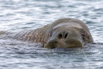 250530a_Sarstangen_46_E