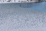 250530b_Gjertsenodden_16_E