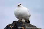 250530b_Gjertsenodden_40_E
