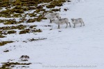 250529a_Hamiltonbukta_20_E