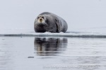 250529a_Hamiltonbukta_54_E
