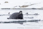 250529a_Hamiltonbukta_79_E