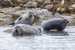 250529d_Virgohamna_18_E