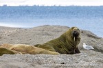 250530a_Sarstangen_09_E