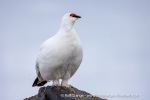 250530b_Gjertsenodden_51_E