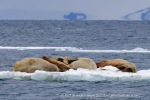250531d_Nansenbreen_07_E