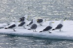 250601a_Borebukta_11_E