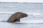 250601a_Borebukta_18_E