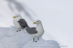250601a_Borebukta_30_E