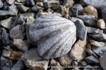 250602a_Skansbukta_18_E