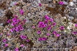250602c_Gipshuksletta_25_E