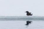 250605a_Trygghamna_51_E